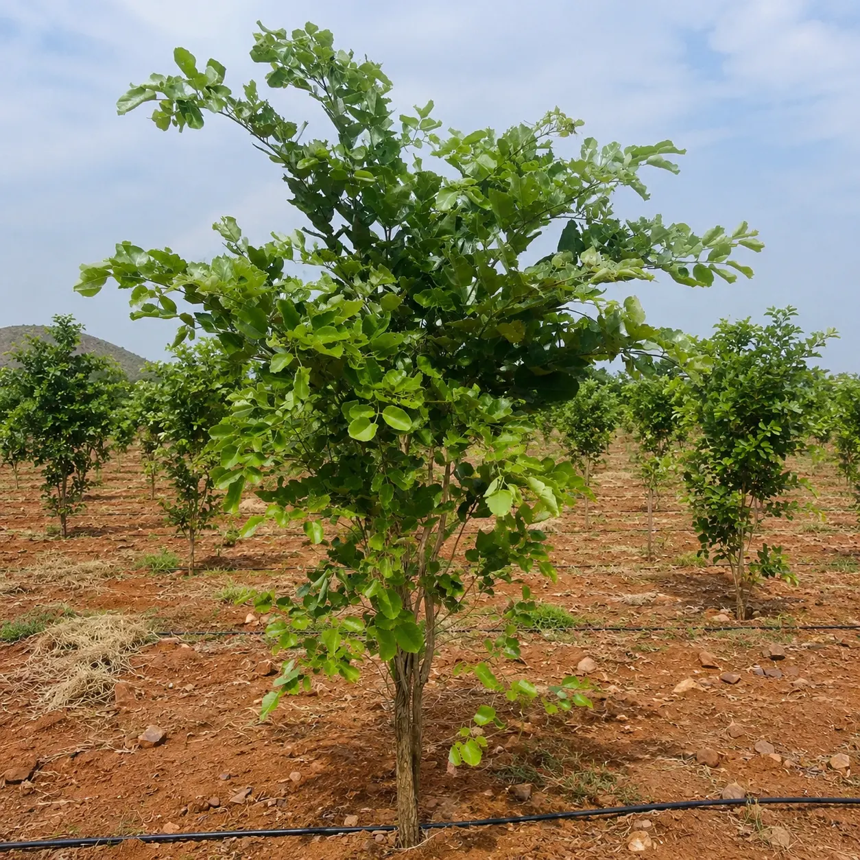 Healthy young red sandalwood tree growing in plantation rows